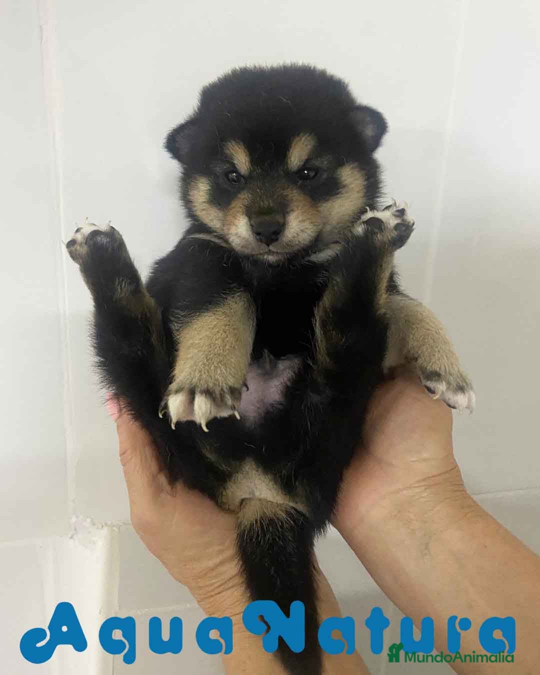 Shiba Inu perros Shiba Inu Macho 1 de Marsi y Simbad AQUANATURA - Anuncio 2