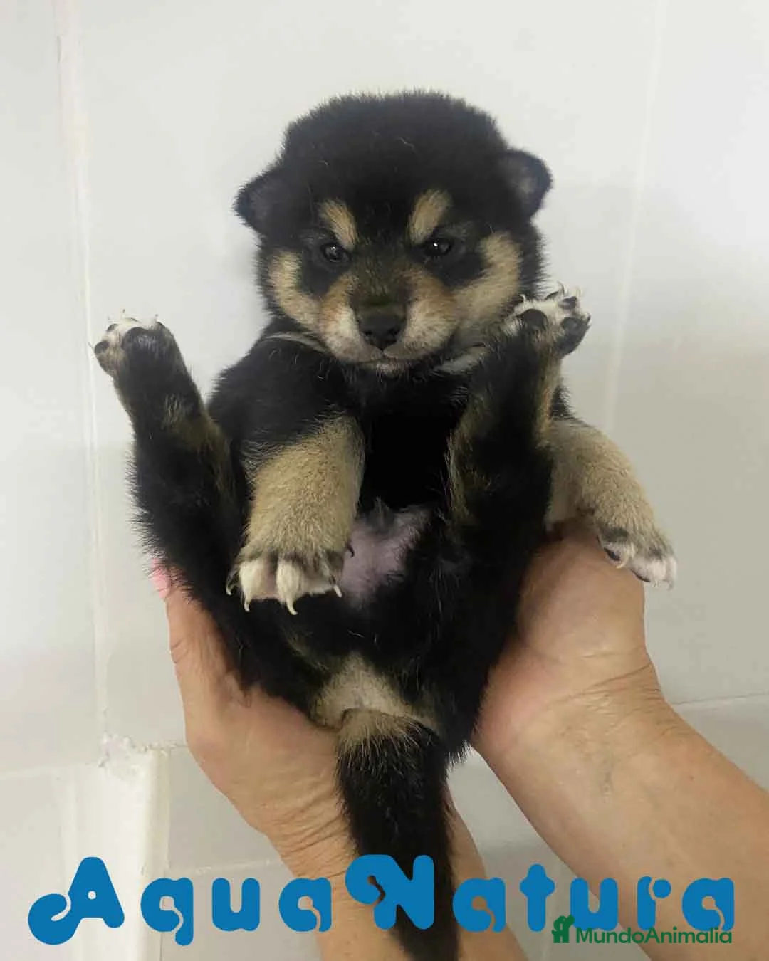 Shiba Inu perros en venta: Shiba Inu Macho 1 de Marsi y Simbad AQUANATURA - Anuncio 1