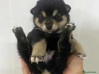 Shiba Inu perros Shiba Inu Macho 1 de Marsi y Simbad AQUANATURA - Anuncio 2