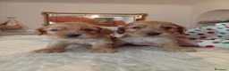 Cocker Spaniel Inglés perros en venta: Cachorros de spaniel inglés  - Anuncio 5