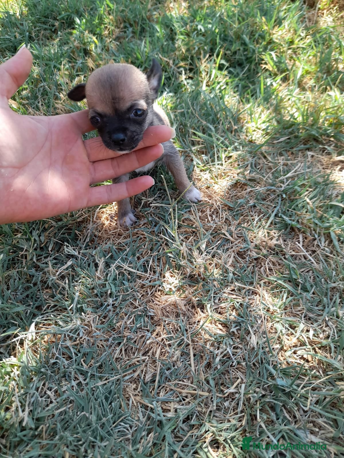 Chihuahua perros Chihuahuas minis en Badajoz - Anuncio 20