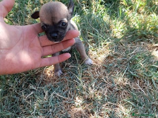 Chihuahua perros en Badajoz - Anuncio 14