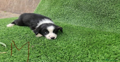 Border Collie perros en Málaga - Anuncio 16