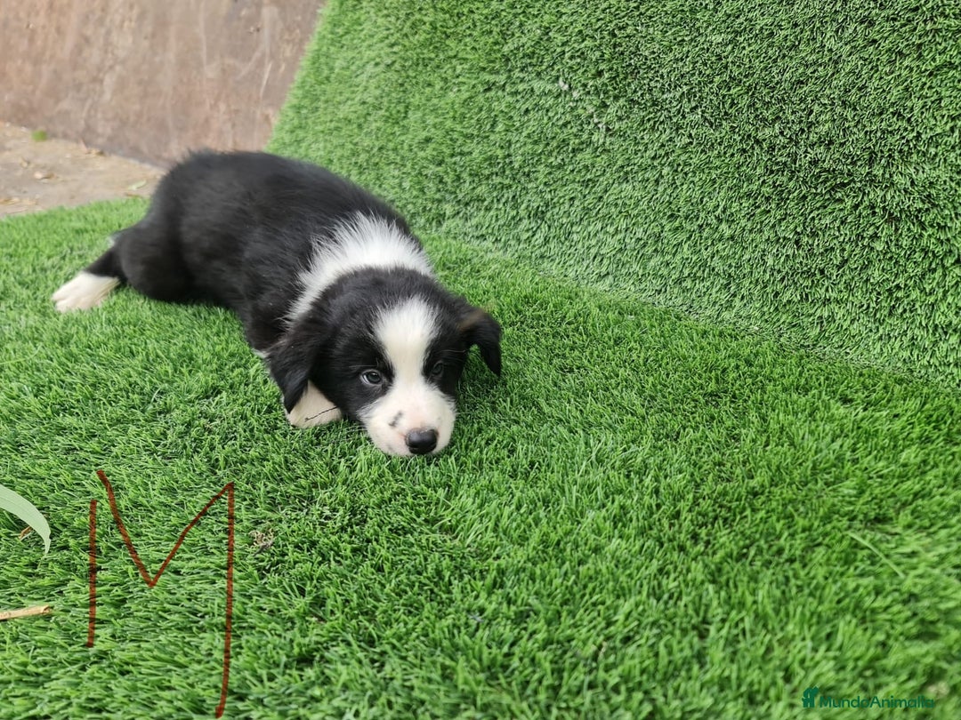 Border Collie perros en venta: Border Collie camada en Málaga - Imagen 3