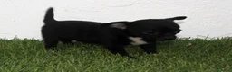 Chihuahua perros en venta: Chihuahua toy  - Anuncio 3
