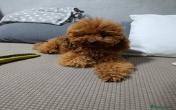 Caniche Toy perros en venta: Caniche toy  - Anuncio 5