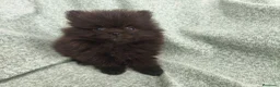 Pomerania perros en venta: Pomerania Toy - Anuncio 4