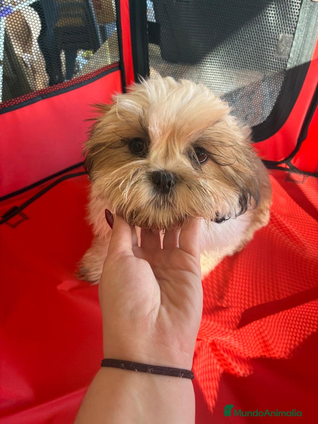 Shih Tzu perros en venta: Machitos de shihtzu  - Anuncio 2