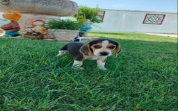 Beagle perros en venta: Beagle - Imagen 3