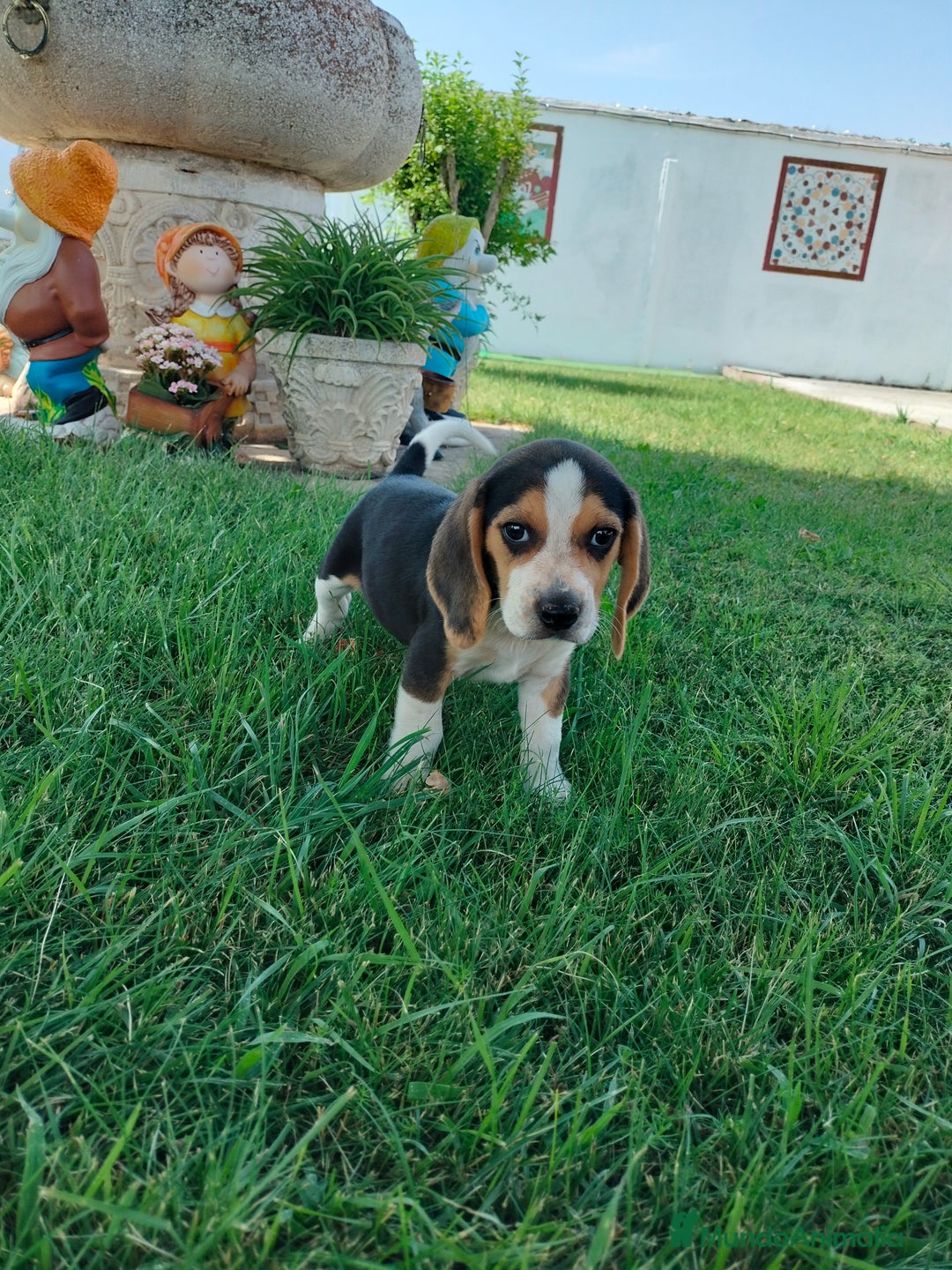 Beagle perros en venta: Beagle - Imagen 3