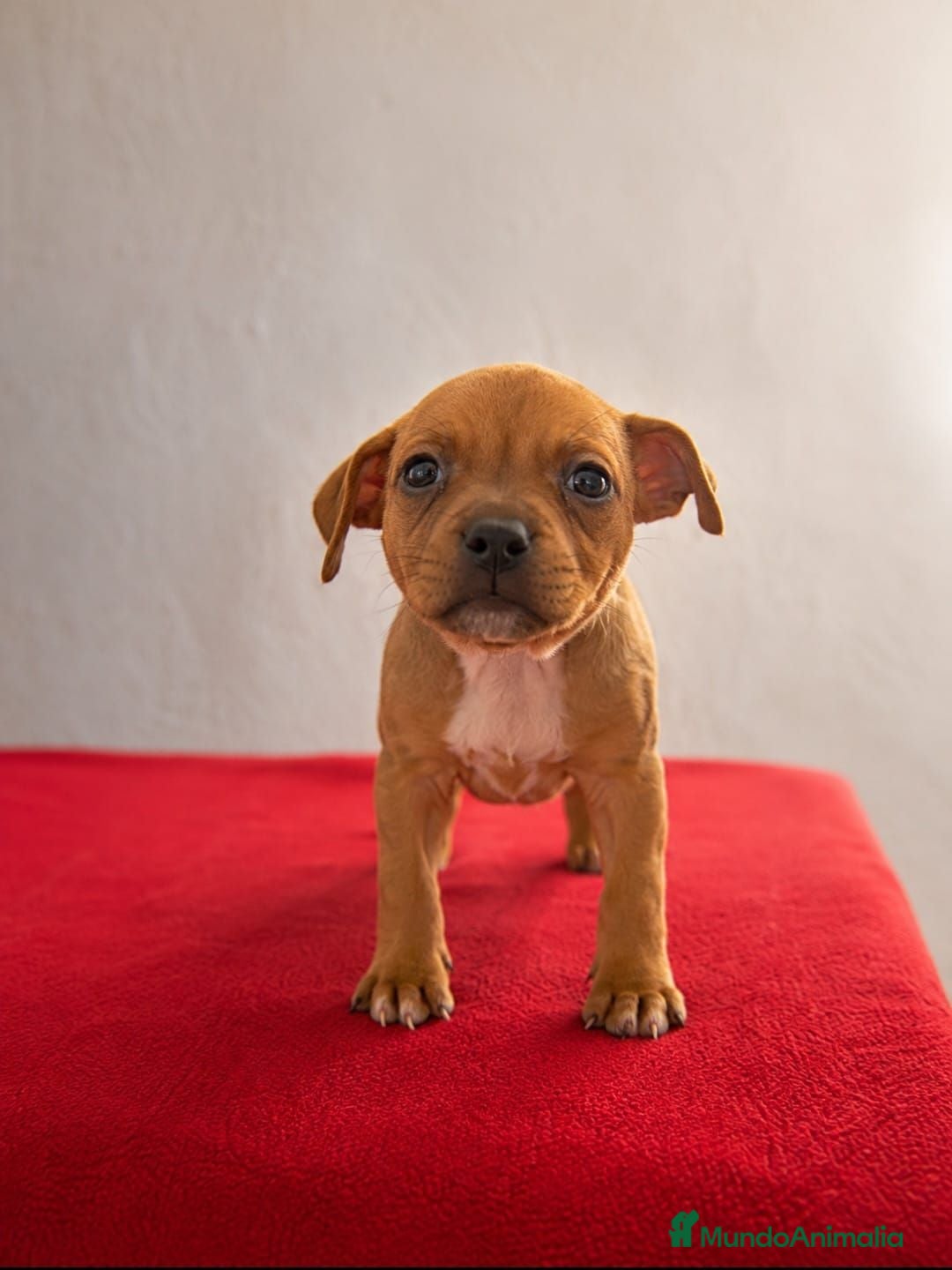 Staffordshire Bull Terrier perros Staffordshire Bull Terrier   - Anuncio 1
