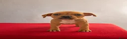 Staffordshire Bull Terrier perros en venta: Staffordshire Bull Terrier   - Anuncio 1