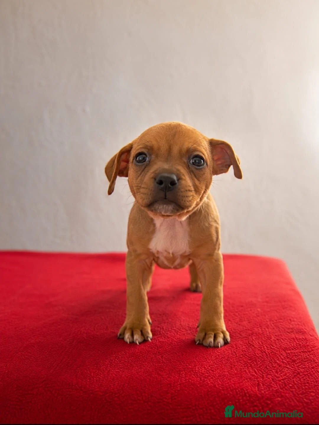Staffordshire Bull Terrier perros en venta: Staffordshire Bull Terrier   - Anuncio 1