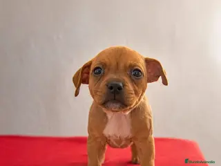 Staffordshire Bull Terrier perros Staffordshire Bull Terrier - Anuncio 2
