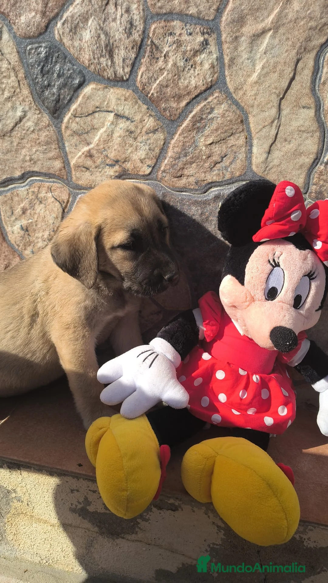 Mastín Español perros en venta: 200€!!! SOLO HOY PRECIO REAL - Anuncio 1