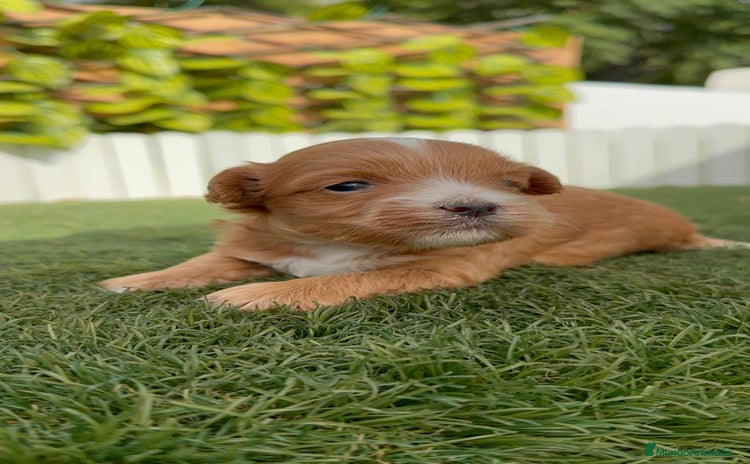 Maltipoo perros - Anuncio 2