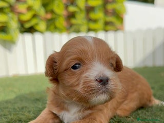 Maltipoo perros - Anuncio 7