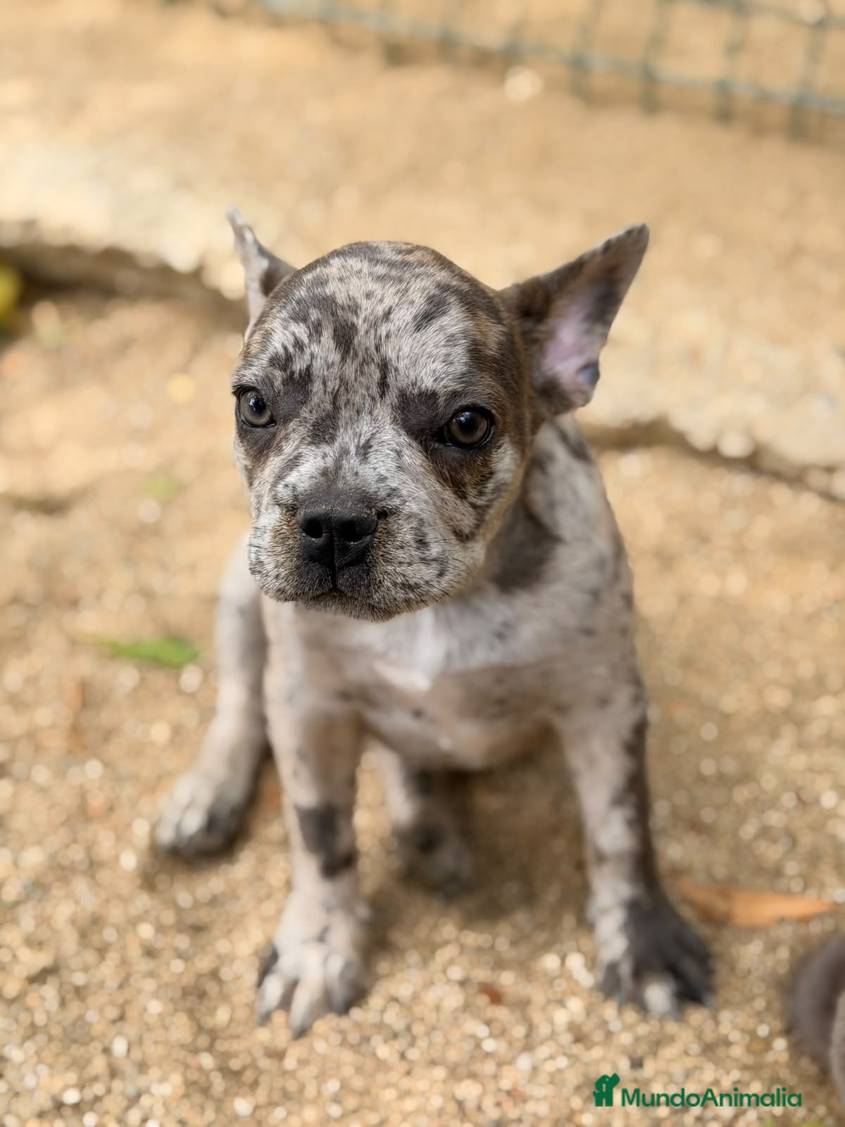 Bulldog Francés perros Hembra bulldog frances merle  - Anuncio 1