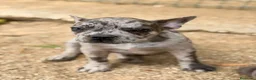 Bulldog Francés perros en venta: Hembra bulldog frances merle  - Anuncio 1