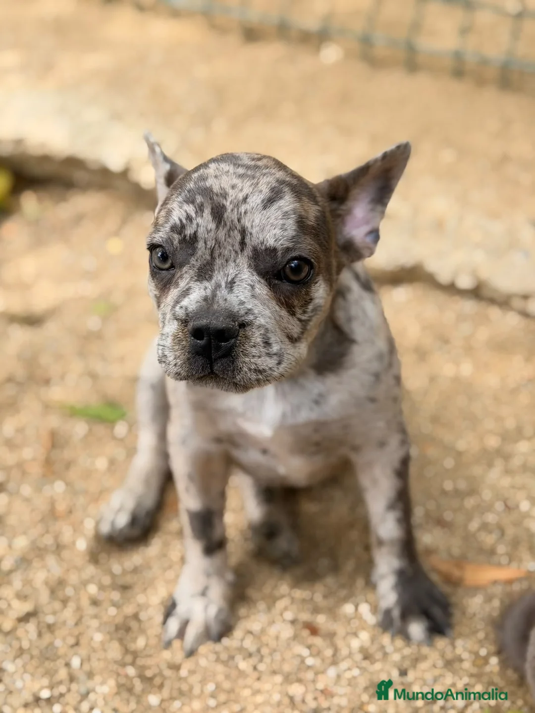 Bulldog Francés perros en venta: Hembra bulldog frances merle  - Anuncio 1