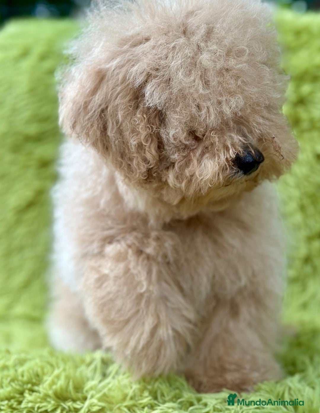 Caniche Enano perros en venta: CANICHE ENANO APRICOT MACHO - Imagen 5