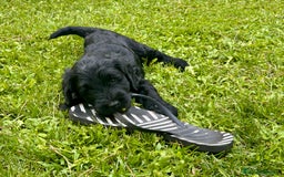 Goldendoodle perros en venta: Cachorros Goldendoodle hipoalergénicos - Imagen 10