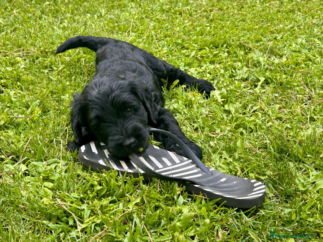 Goldendoodle perros en venta: Cachorros Goldendoodle hipoalergénicos - Imagen 10