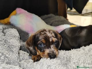 Teckel perros Teckel kanichen - Anuncio 1