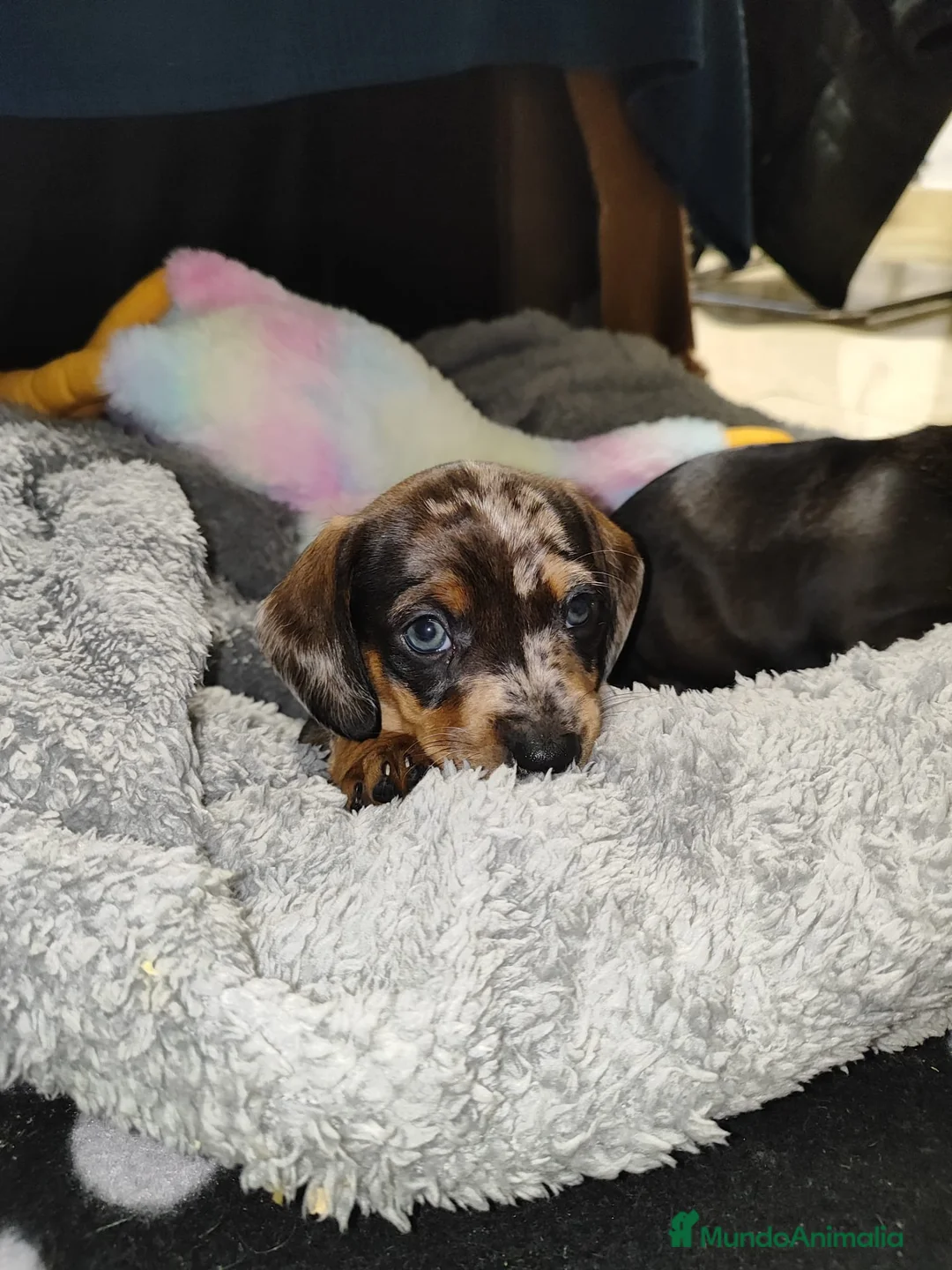 Teckel perros en venta: Teckel kanichen  - Anuncio 5