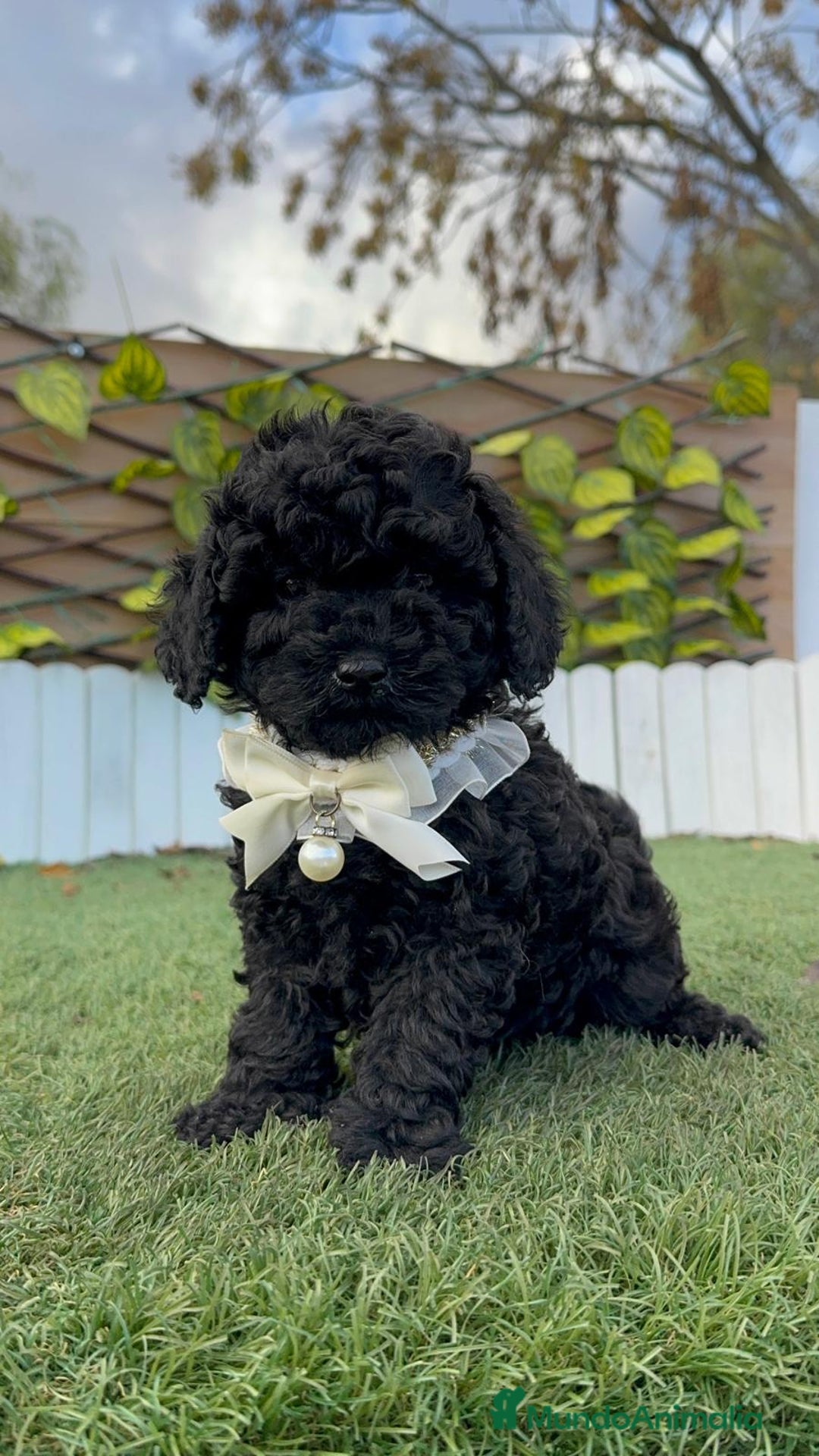 Caniche Toy perros en venta: CANICHE TOY MACHO - Anuncio 11