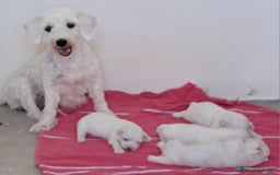 Bichón Maltés perros en venta: Bebes Bichon Maltés  - Imagen 3