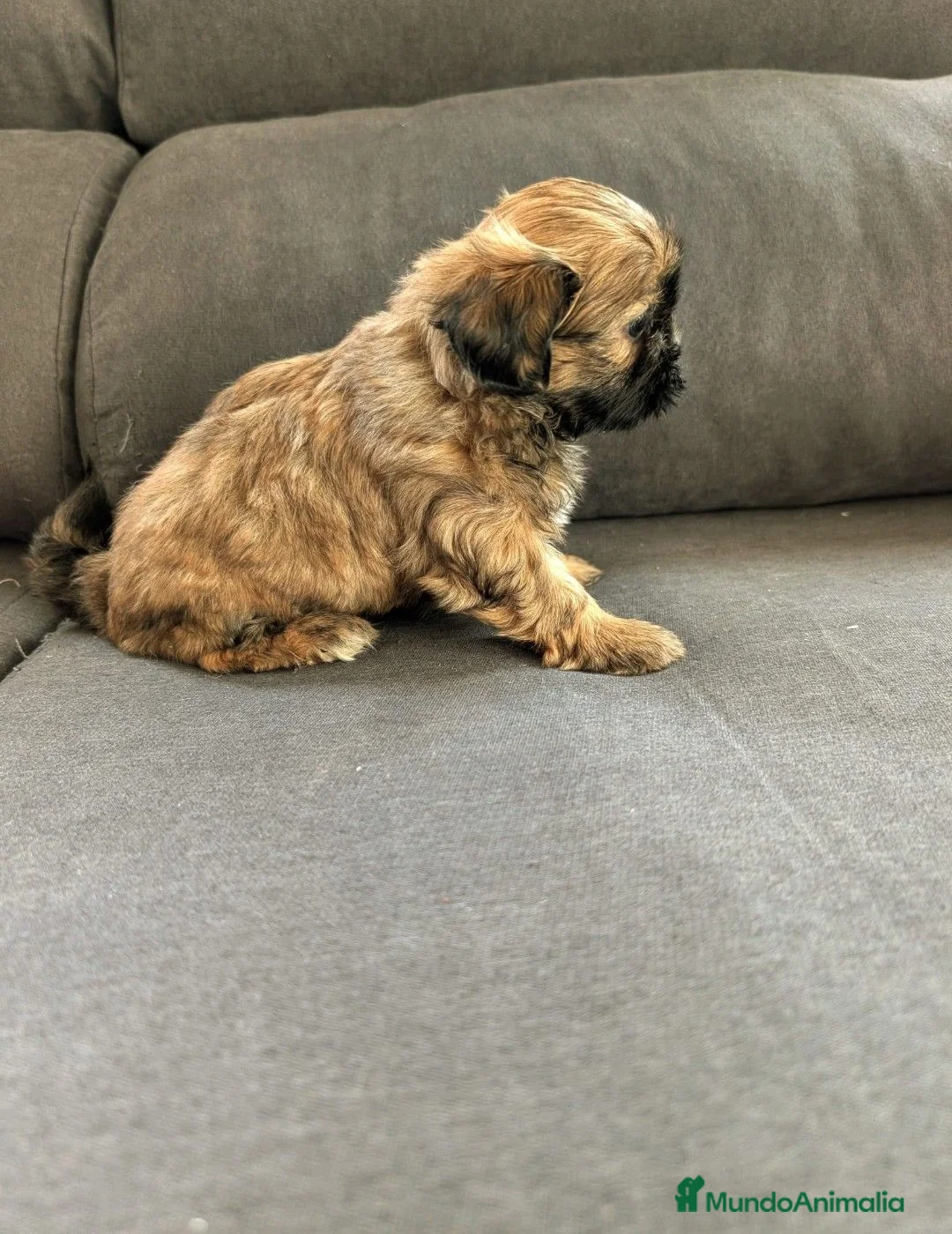 Shih Tzu perros en venta: Shitzu - Anuncio 6