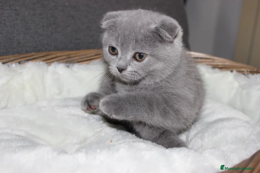 Scottish Fold gatos en venta: Adorables Scotthis blue en Madrid - Anuncio 4
