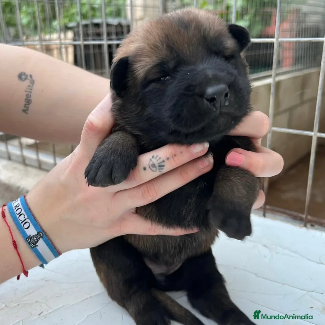 Pastor Belga Malinois perros en venta: Pastor Belga Malinoi - Anuncio 2