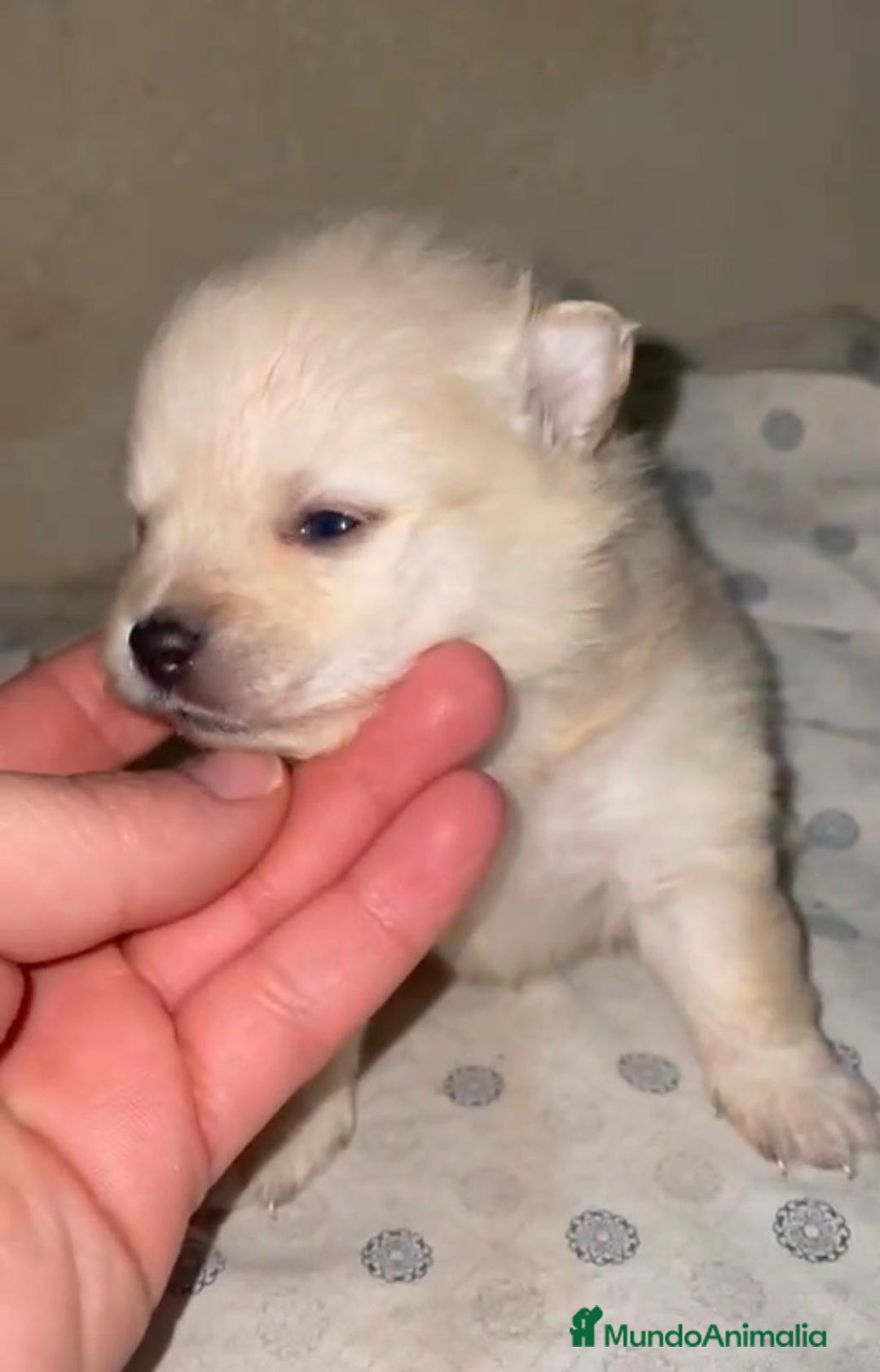 Pomerania perros en venta: Lulu pomerania toy - Anuncio 11