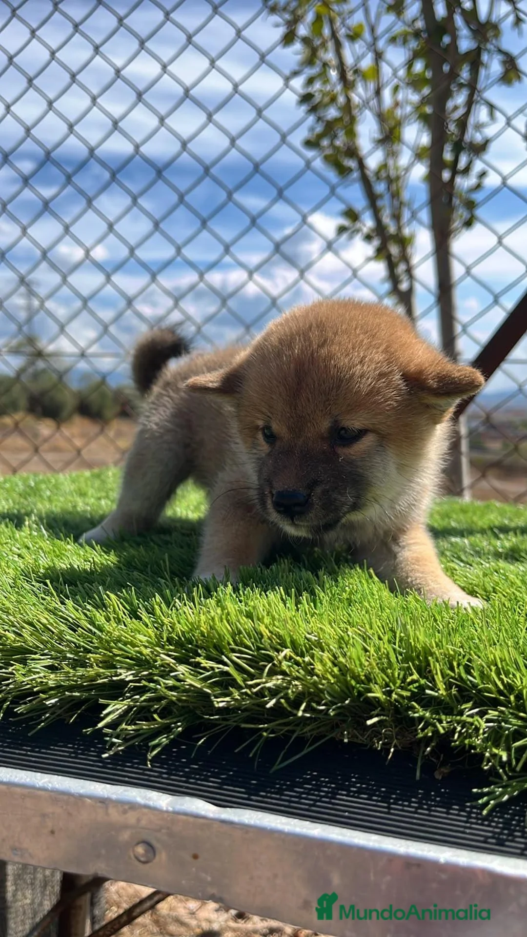 Shiba Inu perros en venta: SHIBA INU  - Anuncio 7