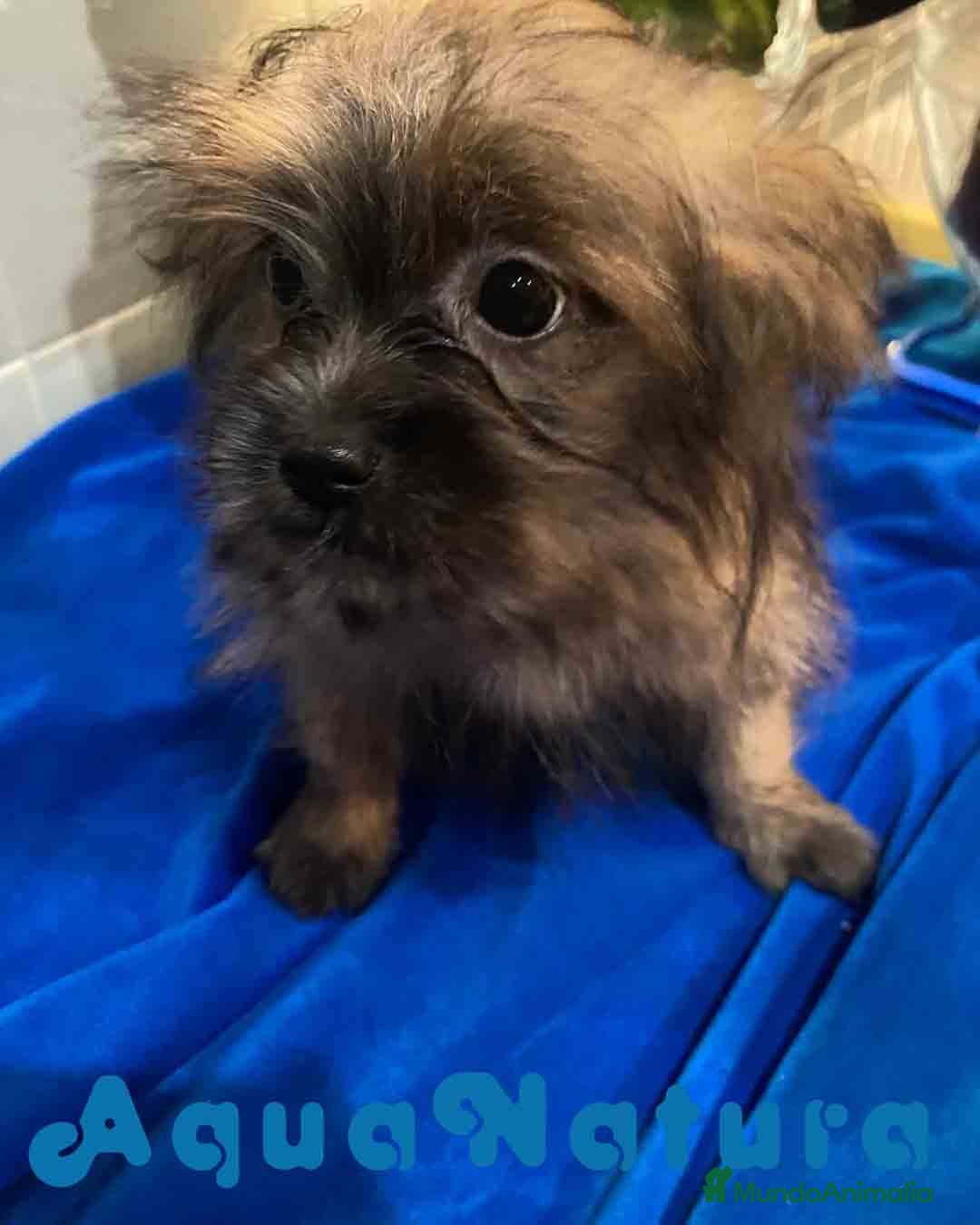 Raza Mixta perros en venta: Havapom Macho de Kyi Junior 4564 AQUANATURA - Anuncio 1