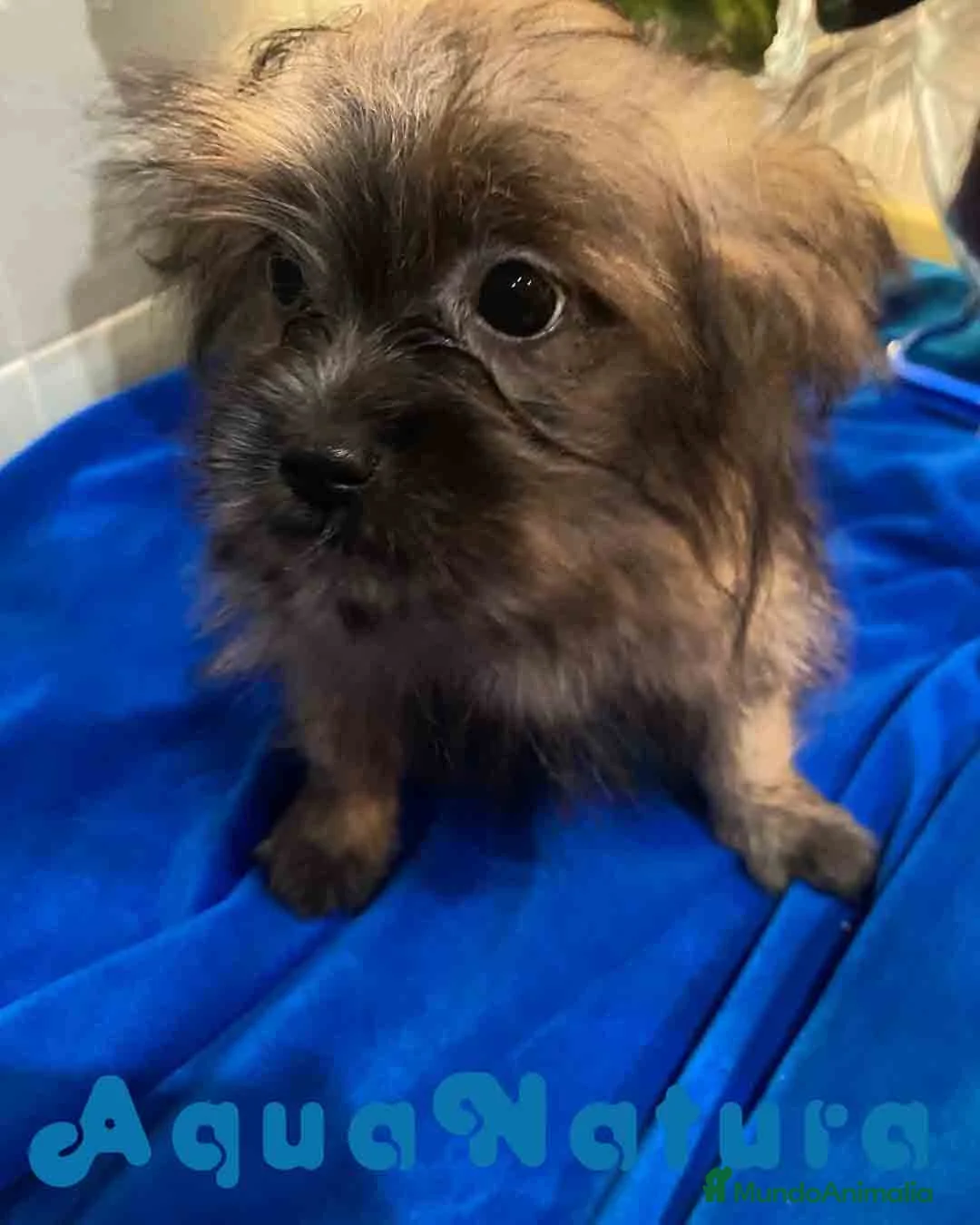 Raza Mixta perros en venta: Havapom Macho de Kyi Junior 4564 AQUANATURA - Anuncio 1