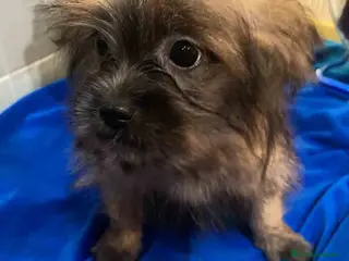 Raza Mixta perros Havapom Macho de Kyi Junior 4564 AQUANATURA - Anuncio 30