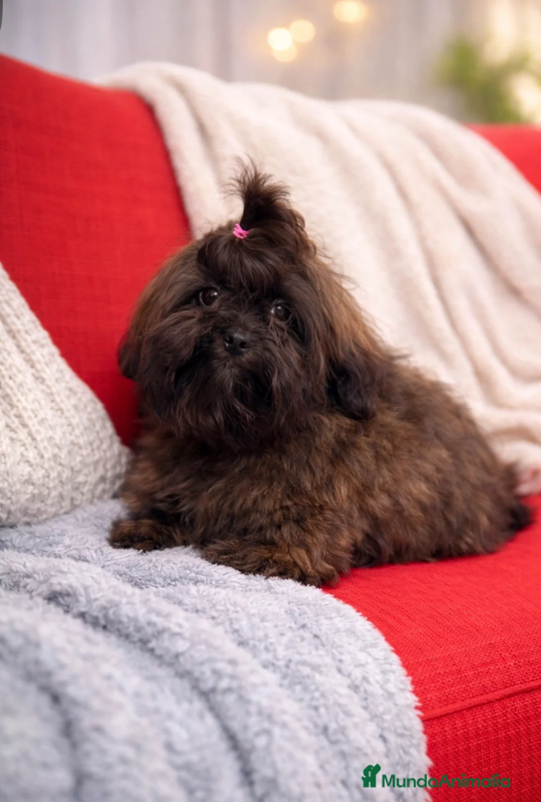 Shihpoo perros en venta: Monísima ShihPoo  - Anuncio 2