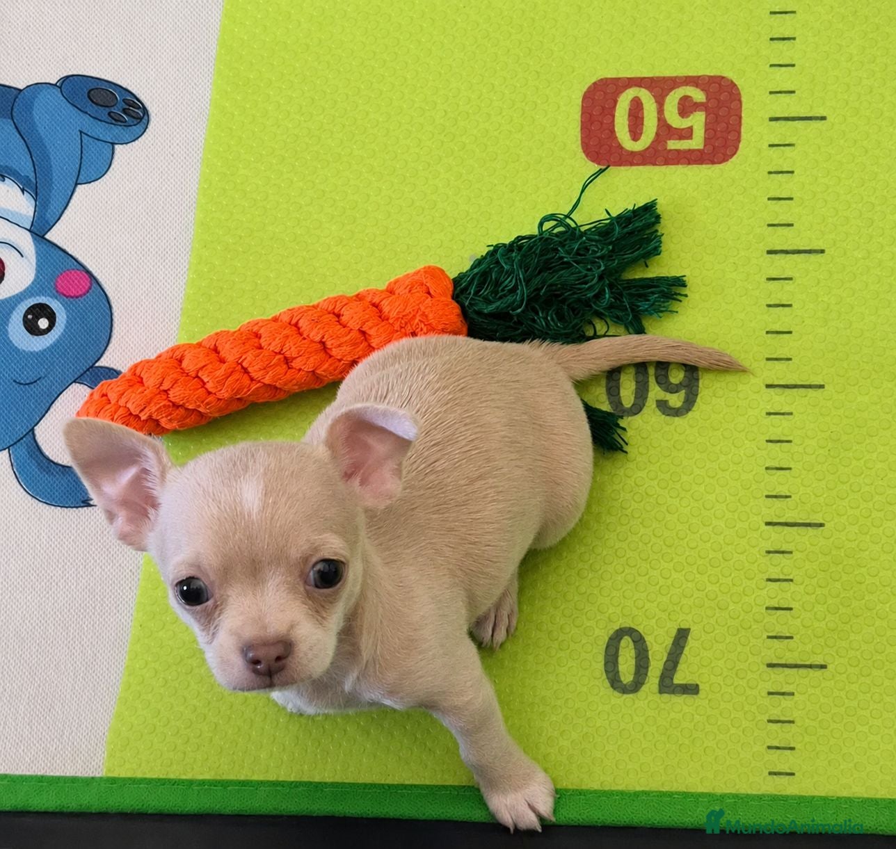 Chihuahua perros Chihuahua exotico - Anuncio 13