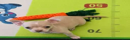 Chihuahua perros en venta: Chihuahua exotico - Anuncio 6