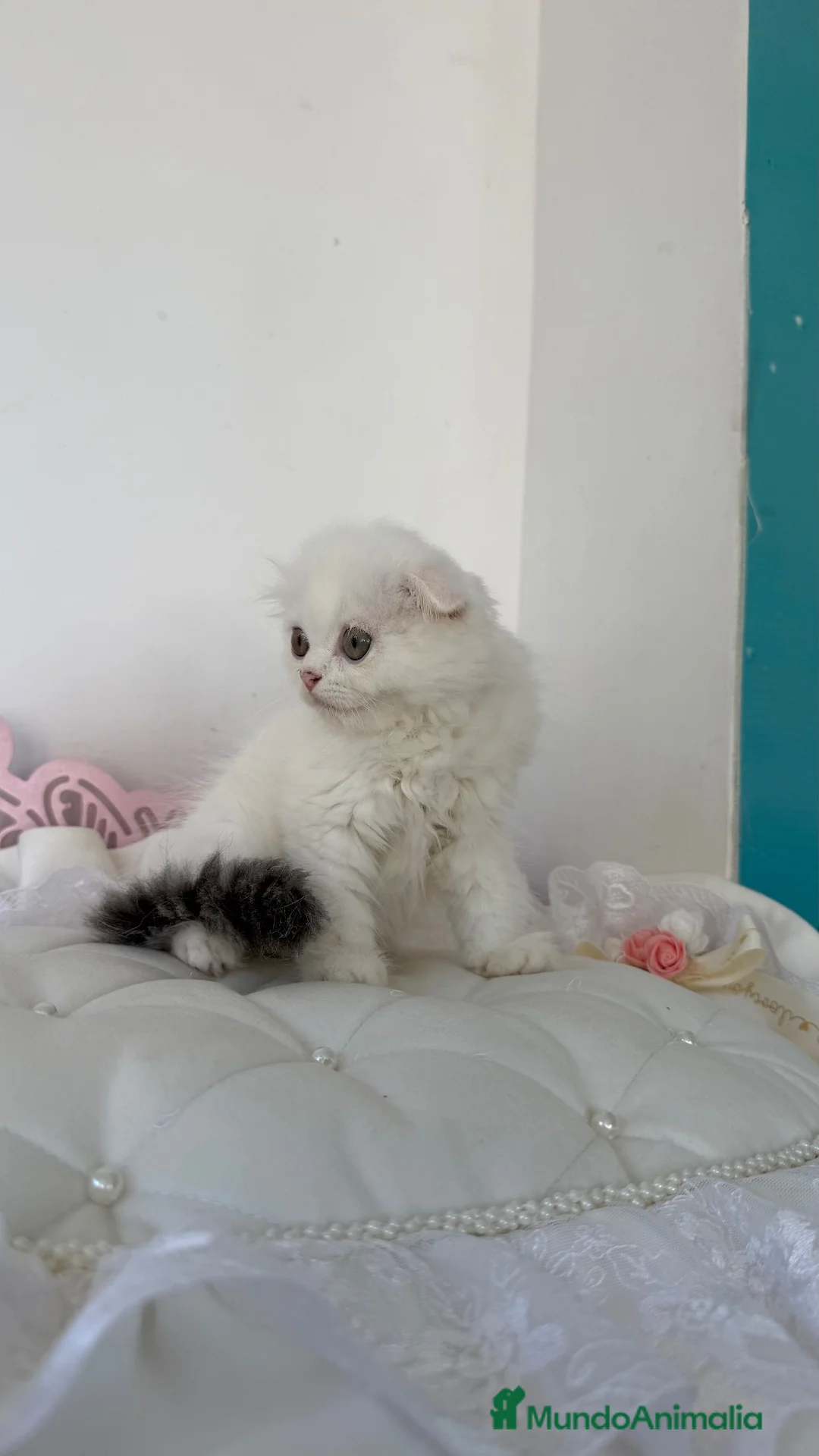 Scottish Fold gatos en venta: Scottish fold - Anuncio 5
