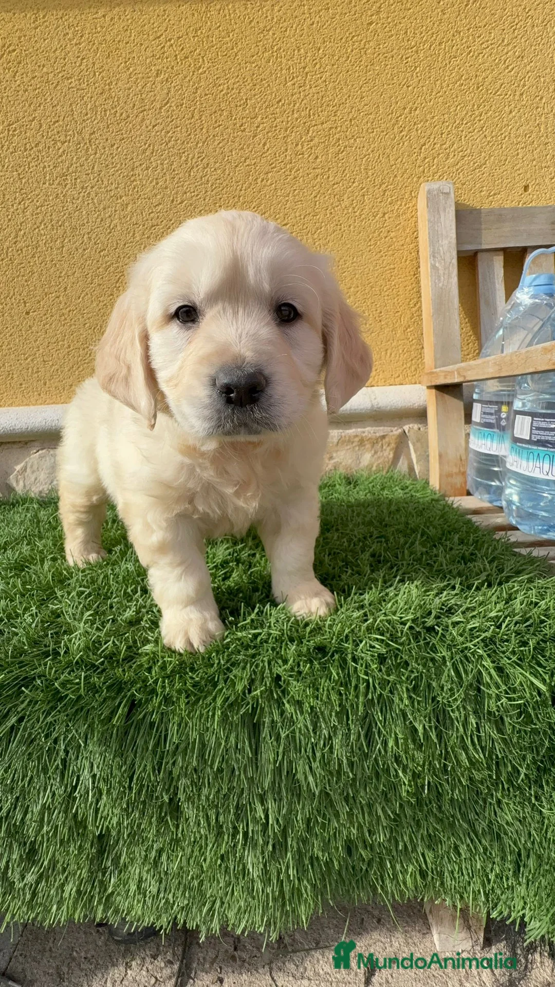 Golden Retriever perros en venta: Cachorros de Golden retriever macho y hembra - Anuncio 3