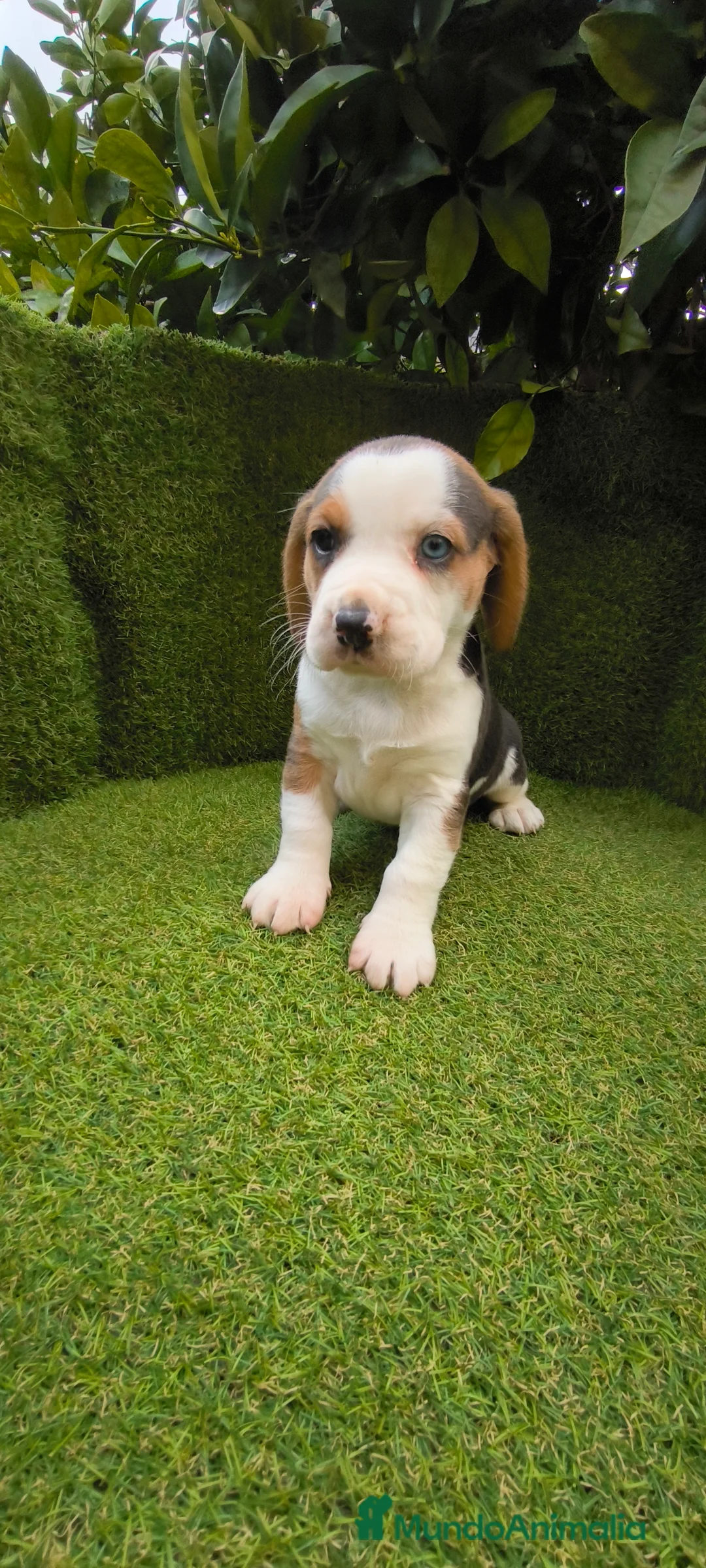 Beagle perros en venta: Beagles tricolor y bicolor  - Anuncio 4