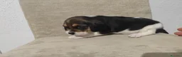 Beagle perros en venta: BEAGLES - Anuncio 9