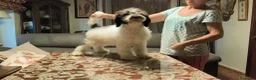 Perro de Agua Español perros en venta: Perros de agua  - Anuncio 2