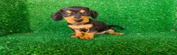 Teckel Miniatura perros en venta: teckel miniatura - Anuncio 6