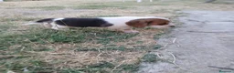 Beagle perros en venta: Beagle tricolor - Anuncio 2