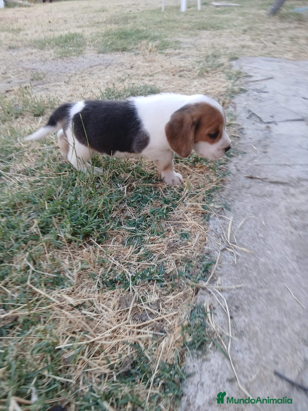 Beagle perros en venta: Beagle tricolor - Anuncio 2